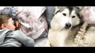Funny lovely Puppy&kitty No.1