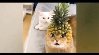 Funny lovely Puppy&kitty No.2
