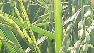 Meditation Relaxing Music | Beautiful Nature Video | Relaxing Soul | #nature #shorts