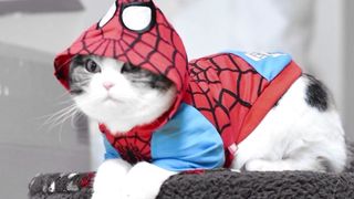 Beginilah awal mulai gue bisa jadi spidercat