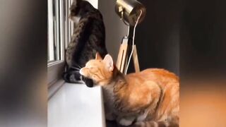 Funny lovely Puppy&kitty No.5