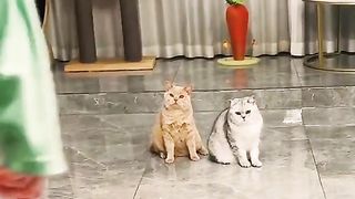 Try Not To Laugh Challenge - Cat & Dog 2