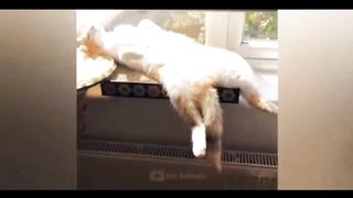 Funny lovely Puppy&kitty No.6