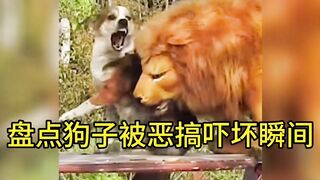 Try Not To Laugh Challenge - Cat & Dog 3