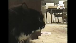 Top 5 Goofy Cats