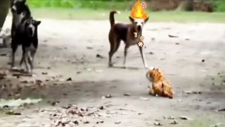 Try Not To Laugh Challenge - Dog