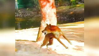Try Not To Laugh Challenge - Dog 2