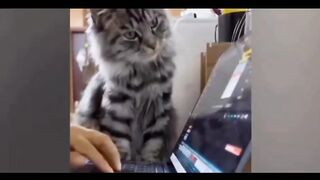 Funny lovely Kitty&puppy N0.7