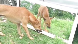 Try Not To Laugh Challenge - Dog 3