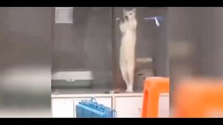 Funny lovely Puppy&kitty No.8