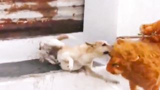 Try Not To Laugh Challenge - Dog 4