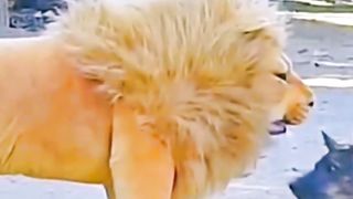 Try Not To Laugh Challenge - Dog 5