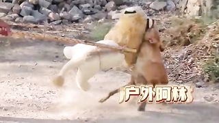 Try Not To Laugh Challenge - Dog 6