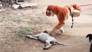 Try Not To Laugh Challenge - Dog 7