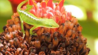 Wild Animal Collection in 4K ULTRA HD | Beautiful Animal | Amazing Nature Video