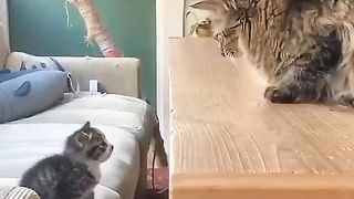 cute kitten