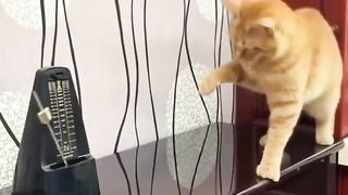 a cat .... tec.tec.tec...