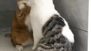 a pair of cats greeting each other