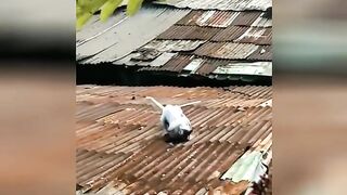 Lagi berantem