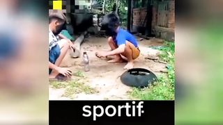 Sportif 2