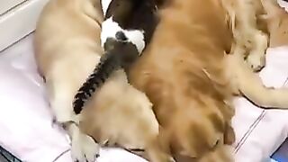 A cat that wants to sleep with everyone