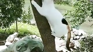 A mother cat helps her kitten who cannot climb down from a tree