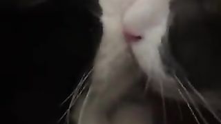 Kissing Cat