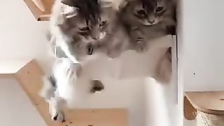 Two cats that like tight spaces.