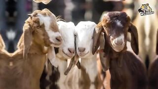 The Most Amazing Crazy Goat Attacks Ever Caught On Camera - Funny Animals