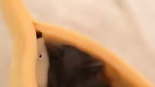 Cat sleeping in a banana