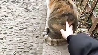 Cats that really like their owners.