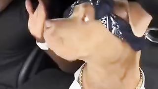 Dog dog dog dog