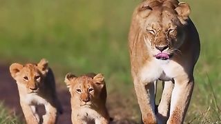 A lion and his cubs