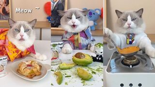 Cats make food 2023 "That Little Puff" Tiktok Compilation 4