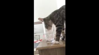 BEST CAT MEMES TIKTOK COMPILATION OF 2020 - 2021