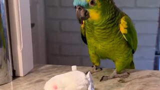 Dolly the parrot loves her Easter bunny toys!