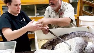 The Reptile Zoo 10
