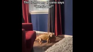 Funniest Animals Videos 2023 ???? Try Not To Laugh Funny Dogs And Cats 7