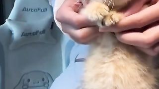 dancing kitten 2