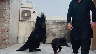 Lovely pats