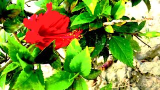 THE BEAUTIFUL PLANTS ????