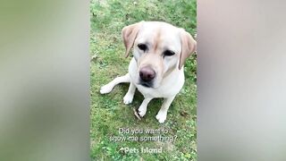 Try Not to Laugh at These Funny Dog Videos  - Funniest Animals 2023