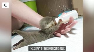 30 Cute Animals Eating in the Most Adorable Way