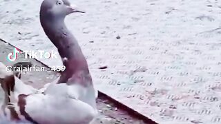 Pigeon new type