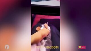 Funniest Animals 2023 - Funniest Cats and Dogs ????????????