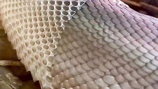 The Reptile Zoo 13