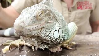 The Reptile Zoo 15