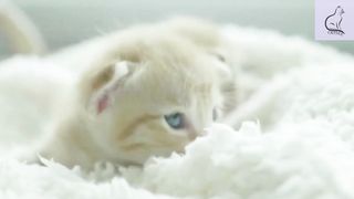 These cats are doing very funny. Having a pet cat certainly makes us entertained