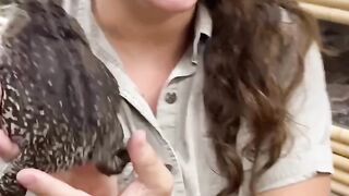 The Reptile Zoo 18