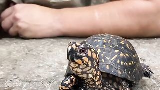 The Reptile Zoo 19